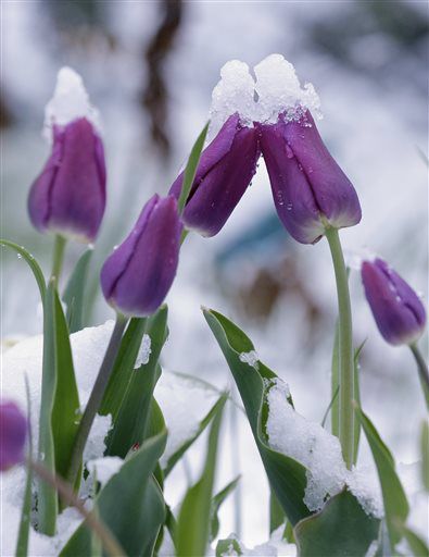Spring Snowstorm Nebraska